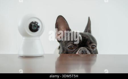A curious French bulldog climb up on the table with CCTV camera and looks to the camera with curiosity. Stock Photo