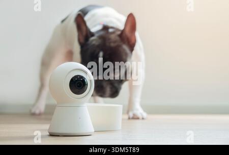 Smart Pet Surveillance. Black and white French bulldog enjoying meal from mini bowl near modern home security camera inlLiving room Stock Photo
