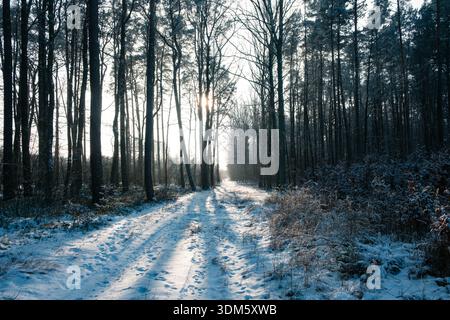 The sun shining through the trees in a winter forest. Stock Photo