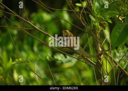 Oriental garden lizard (Calotes versicolor) resting on thin branches in a tropical forest with natural green bokeh background Stock Photo
