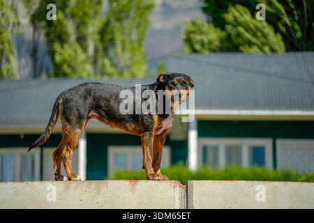 A rotweiller black and brown dog looking at you from a wall edge Stock Photo