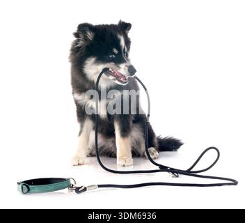 picture of a pomsky in front of white background Stock Photo
