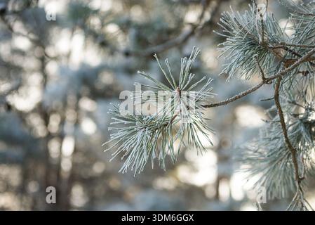 Frost-covered pine needles on a tree branch in a winter forest. Delicate ice crystals highlight the fine texture of the evergreen needles, while soft Stock Photo