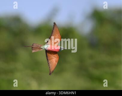 Northern Carmine Bee-eater - Merops nubicus Stock Photo