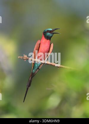 Northern Carmine Bee-eater - Merops nubicus Stock Photo
