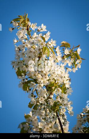 Prunus avium (sweet cherry) white spring blossoms on branch against blue sky Stock Photo