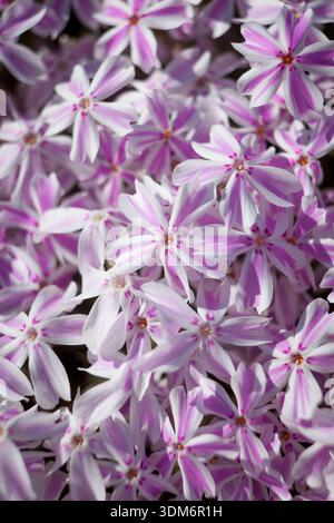 Phlox subulata ‘Candy Stripes’ (moss phlox) pink and white striped star‑shaped spring flowers in dense blooming carpet Stock Photo