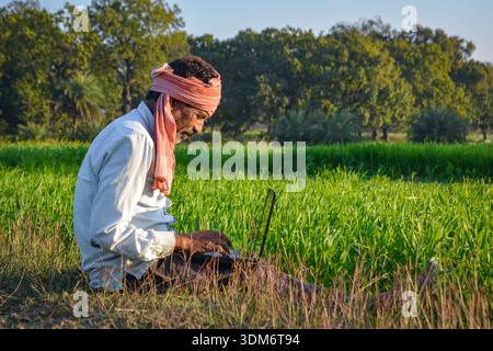 Indian rural man using laptop at agriculture field. Modern technology in agriculture Stock Photo