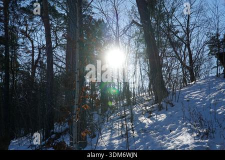 Winter sun shining through forest branches Stock Photo