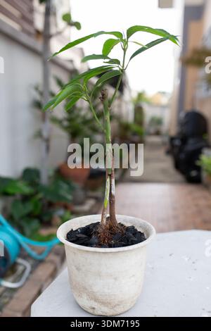 Young mango plant propagated by grafting with additional roots on a seed grown rootstock, showing an alternative mango propagation technique for stron Stock Photo