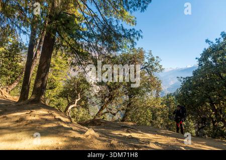 A dirt path winding through a dense mountain forest, consistent with hiking trails Stock Photo