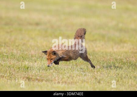 Red Fox (Vulpes vulpes) hunting rodents in a corn filed. Germany Stock Photo
