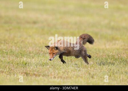 Red Fox (Vulpes vulpes) hunting rodents in a corn filed. Germany Stock Photo