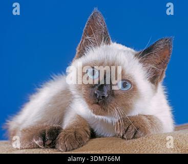 Thai Cat. Kitten lying on a rug Stock Photo