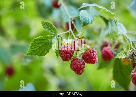 Raspberry (Rubus idaeus). Ripe berries on a bush. Germany Stock Photo