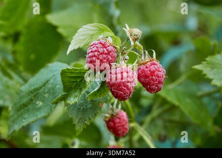 Raspberry (Rubus idaeus). Ripe berries on a bush. Germany Stock Photo