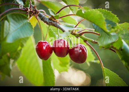 Sweet Cherry (Prunus avium). Ripe cherries on a tree. Germany Stock Photo