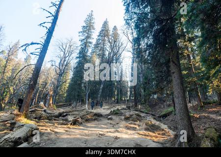 A dirt path winding through a dense mountain forest, consistent with hiking trails Stock Photo