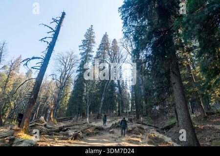 A dirt path winding through a dense mountain forest, consistent with hiking trails Stock Photo