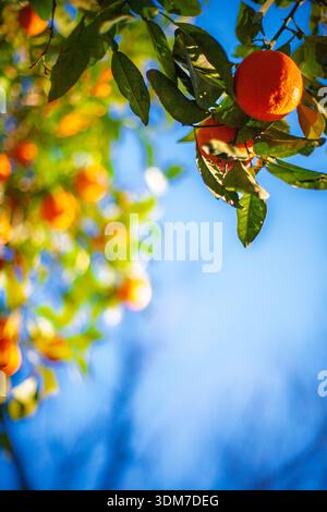 Oranges hang from a tree in a sunny garden Stock Photo - Alamy