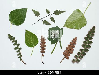 Pressed and dried leaves, flowers isolated on white background. For use in floral patterns, herbariums, scrapbooking. Exotic plants of Mediterranean Stock Photo