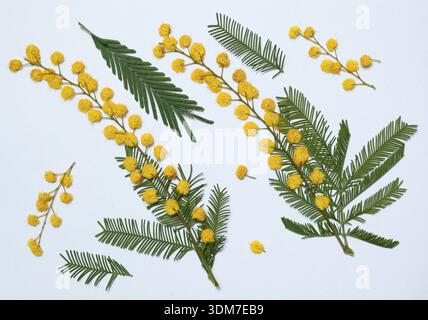 Pressed and dried leaves, flowers isolated on white background. For use in floral patterns, herbariums, scrapbooking. Exotic plants of Mediterranean Stock Photo