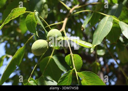 green walnuts on the tree Stock Photo