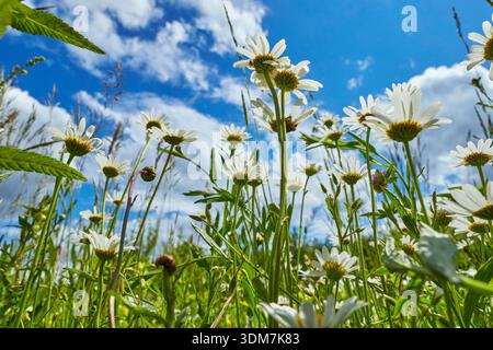Daisy (Leucanthemum sp) flowering on a meadow. Germany Stock Photo