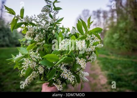 Selective focus photo. Bird cherry tree , Prunus padus blooming. Stock Photo