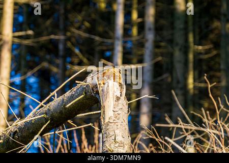 A snapped tree branch resting against a broken trunk in a forest. Stock Photo