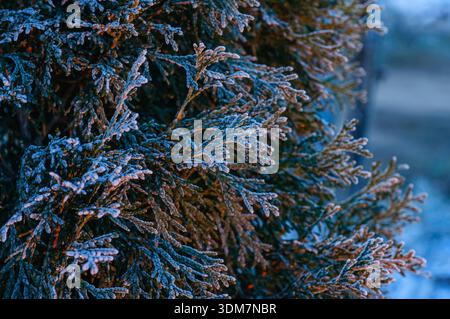 Delicate ice crystals coat the needles of a conifer tree, showcasing the beauty of winter's frosty touch during early morning hours Stock Photo