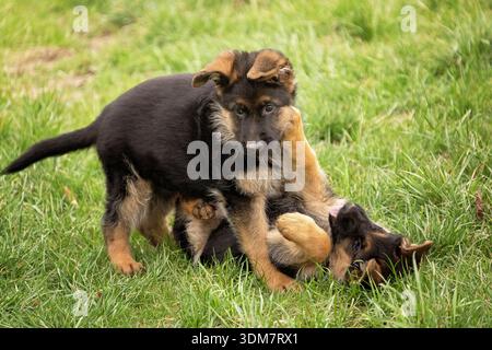 German Shepherd. Two puppies playing in a meadow. Germany Stock Photo