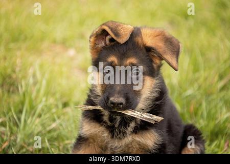 German Shepherd. Portrait of a puppy. Germany Stock Photo