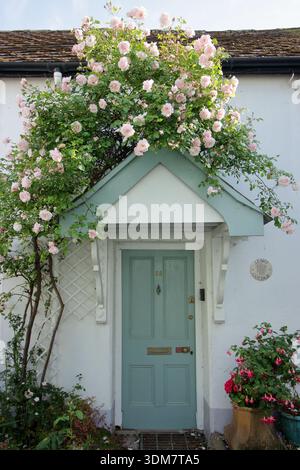 Roses flower around the front door of a traditional, historic white English cottage, England, UK Stock Photo