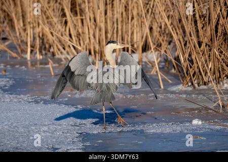 Heron on the ice Stock Photo