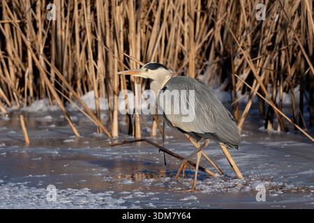 Heron on the ice Stock Photo