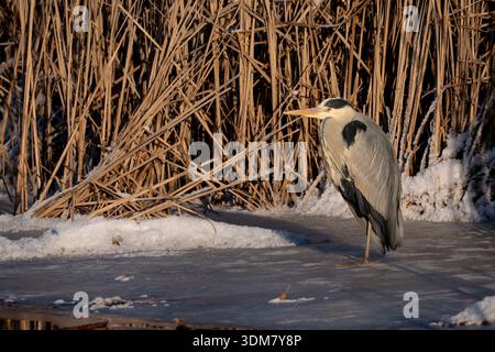 Heron on the ice Stock Photo
