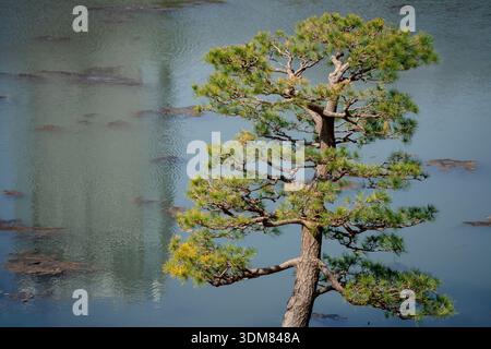A beautiful pine tree next to a turquoise pond in a Tokyo garden Stock Photo