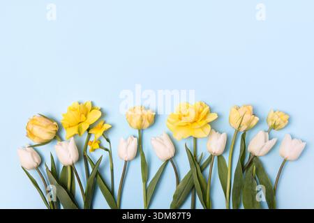 Spring flower of white yellow tulips and daffodils on blue background. Flat lay, copy space. Hello spring Stock Photo