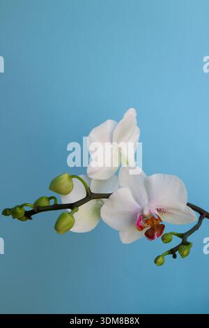 White Orchid with delicate petals and buds , white orchid with red and yellow patterns in the central petals, flowers on blue background macro, beauty Stock Photo