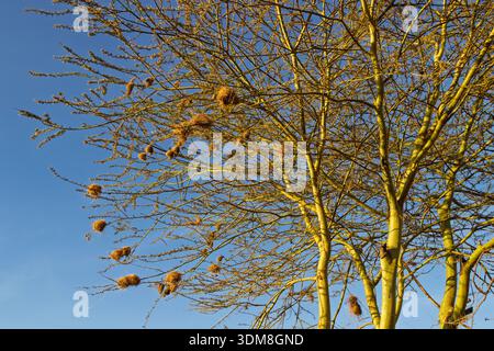 Birds nest in a tree in a Maasai village in Kenya. The nests are built for protection from predators and the elements. Stock Photo