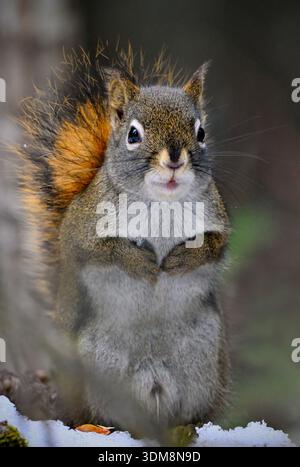 A wild Red Squirrel, "Tamiasciarus hudsonicus", alert and curious standing on a snow covered branch in his woodland habitat. Stock Photo