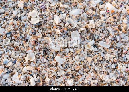 Closeup of multicolor seashells on natural beach with warm golden sunlight, creating a detailed background for nature, environment, and coastal concep Stock Photo