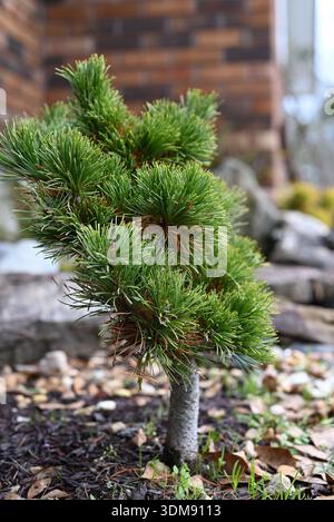 Mississippi, United States – January 17, 2026: A small pine tree grows in a landscaped residential garden area. Shallow depth of field highlights gree Stock Photo