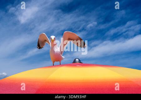 A yellow-legged gull landing on a red and yellow sunshade at the beach of Grado under a blue sky. Stock Photo