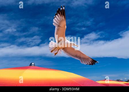 A yellow-legged gull flying over a red and yellow sunshade at the beach of Grado under a blue sky. Stock Photo