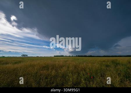 A green field with a few red poppies under a dramatic, dark storm cloud formation in the sky above Aiello del Friuli. Stock Photo