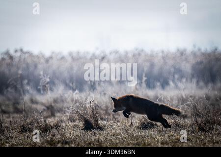 Red fox leaping onto its prey, captured in a powerful moment of natural hunting behavior. The dynamic scene with the wild animal (Vulpes vulpes) conve Stock Photo