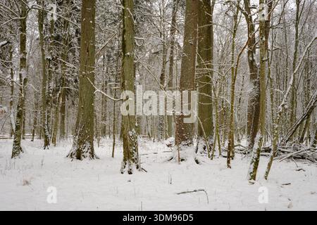 Wintertime landscape of snowy deciduous stand with spruce trees broken in foreground, Bialowieza Forest, Poland, Europe Stock Photo