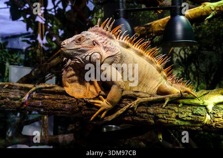 A green iguana resting on a thick branch under heat lamps at Casa delle Farfalle. Stock Photo